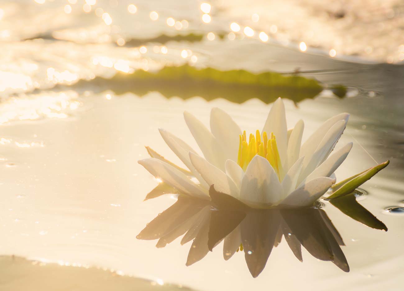 lotus